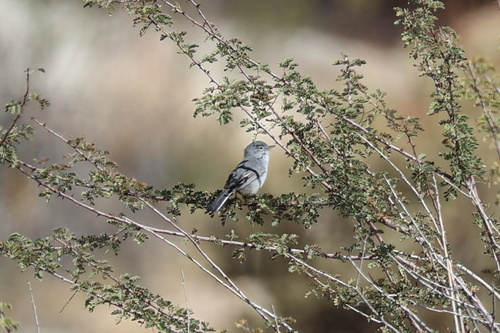 Black-tailed Gnatcatcher
