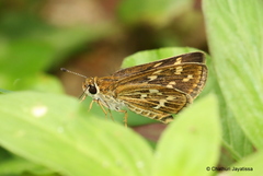 Taractrocera maevius