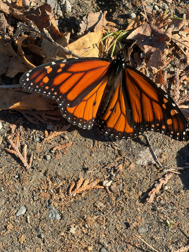 Monarch