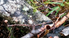 Marasmius gelatinosipes