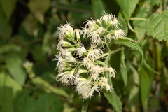 Lorentzianthus viscidus