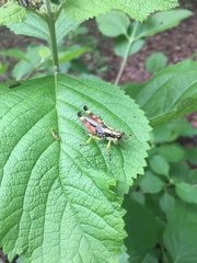 Dendrotettix quercus