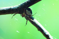 Araneus miniatus
