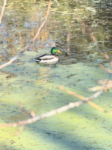 Mallard