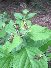 Dendrotettix quercus