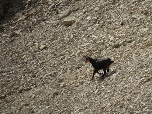 Alpine Chamois