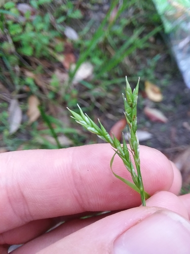 darkgreen sedge (Carex venusta)