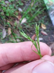 Carex venusta