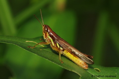 Spathosternum prasiniferum