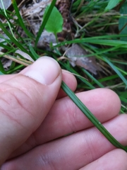 Carex venusta