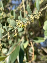 Cocculus hirsutus