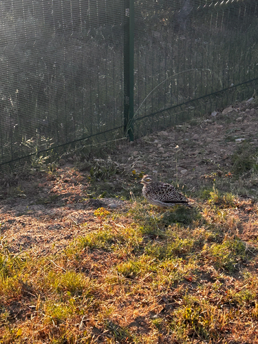 iNaturalist image