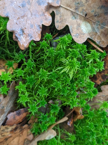 Sphagnum girgensohnii observed 2026-10-18