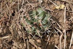 Gymnocalycium mostii