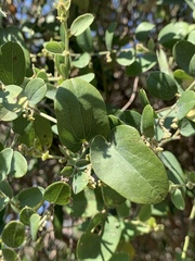Cocculus hirsutus