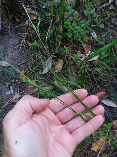 Image of Carex venusta by (c) Will McFarland, some rights reserved (CC BY)