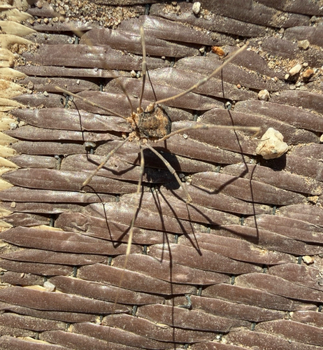 Trachyrhinus marmoratus