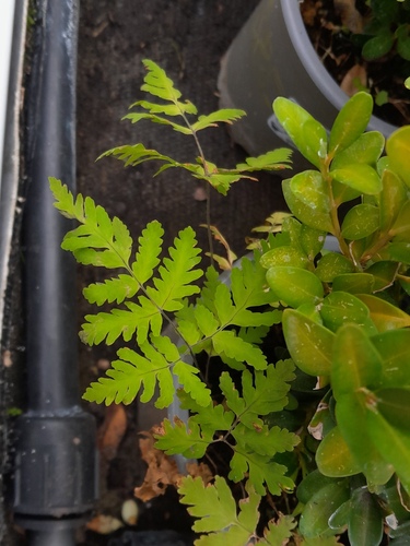 Gymnocarpium dryopteris observed 2026-10-19
