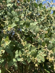 Cocculus hirsutus
