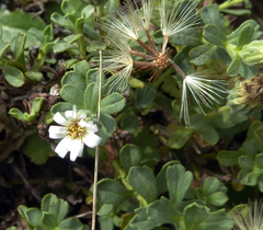Vittadinia australis