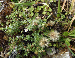 Vittadinia australis