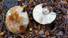 Russula purpureotincta