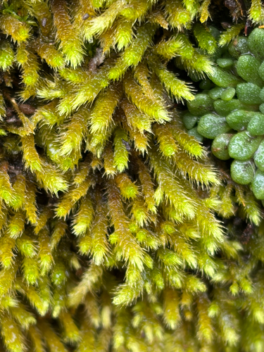Nogopterium gracile observed 2026-10-18