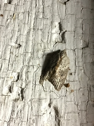 White-lined Leafroller Moth photo 6