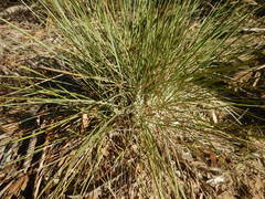 Lomandra effusa