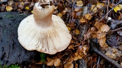 Russula pseudoareolata