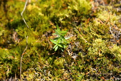 Moehringia macrophylla