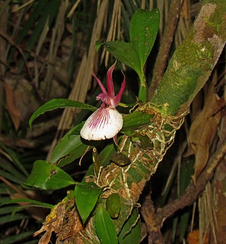Zygosepalum labiosum, photograph 2