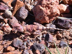 Tympanocryptis intima