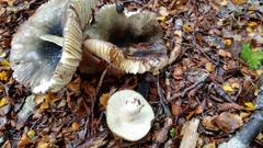 Russula tawai