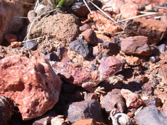 Tympanocryptis intima