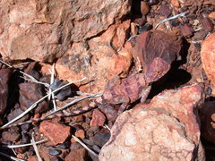 Tympanocryptis intima