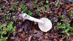 Cortinarius mariae