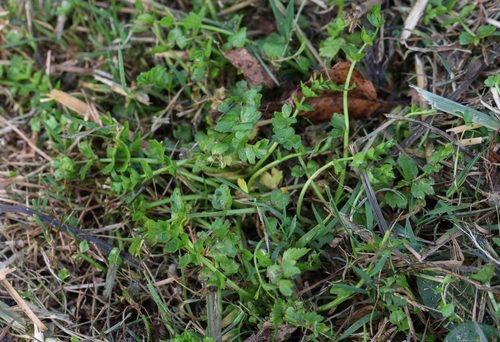 creeping marshwort