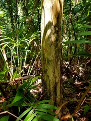 Williamodendron glaucophyllum