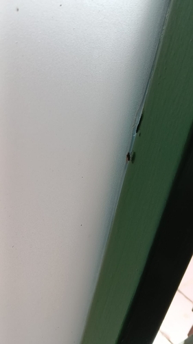 Cryptolestes