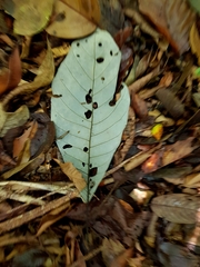Williamodendron glaucophyllum