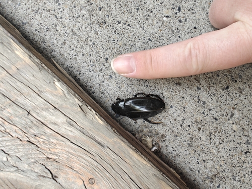 Giant Water Scavenger Beetle