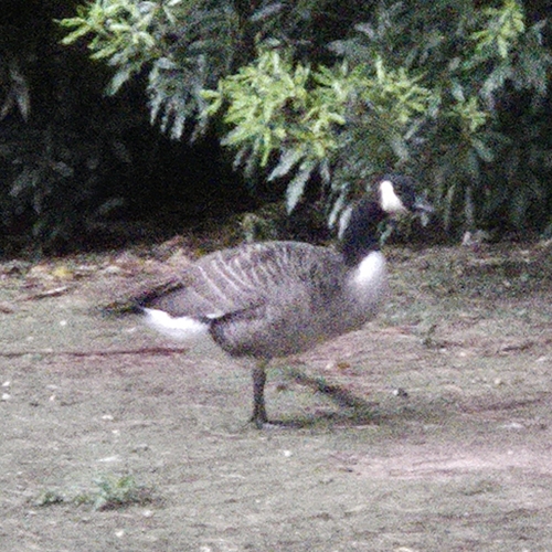 Canada Goose