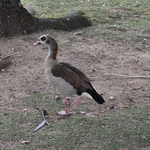 Egyptian Goose