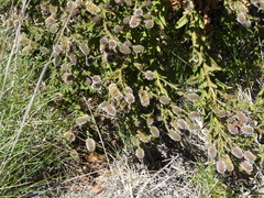 Pterocaulon