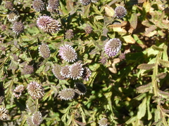 Pterocaulon