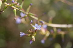 Plumbago caerulea