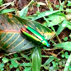 Chrysochroa fulminans