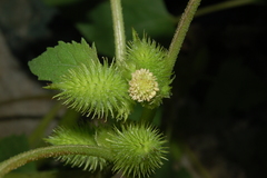 Xanthium cavanillesii