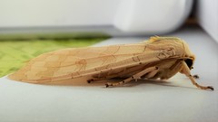 Halysidota tessellaris